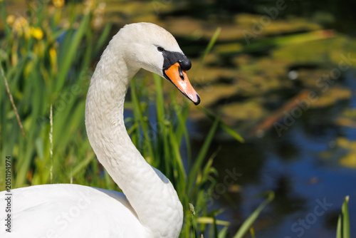 Mute swan portrait with curved white neck and vivid orange bill, green iris reeds and blue pond behind - elegant wildlife close-up