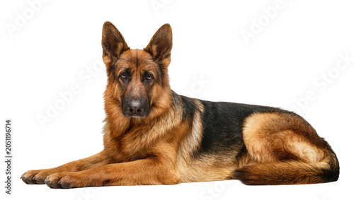 Photos German Shepherd dog lying down alert expression, tan and black fur
