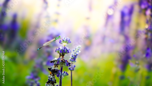 Damselfly perched on purple salvia flowers in the summer garden.