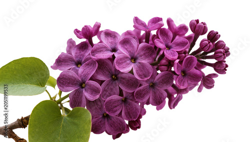 Foto Purple lilac flowers with green leaves on branch