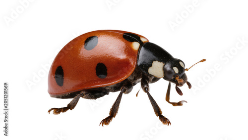 Foto Red ladybug with black spots, detailed macro view