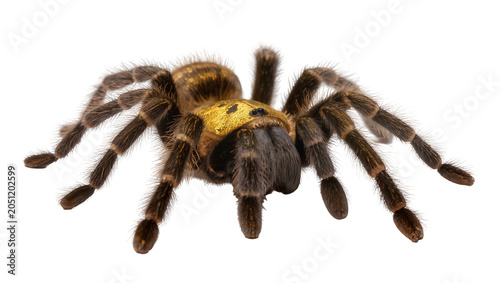 Fotografie Golden and brown tarantula spider with hairy legs