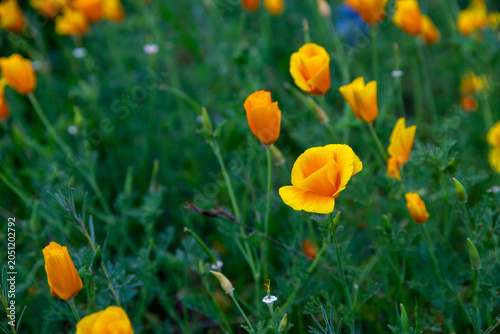 A field of california poppies with bright orange and yellow blossoms opening in green grass.