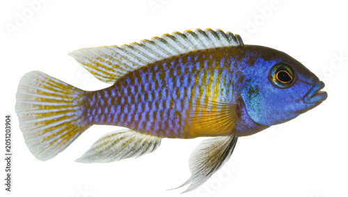 Bild auf Leinwand Blue and yellow striped cichlid fish