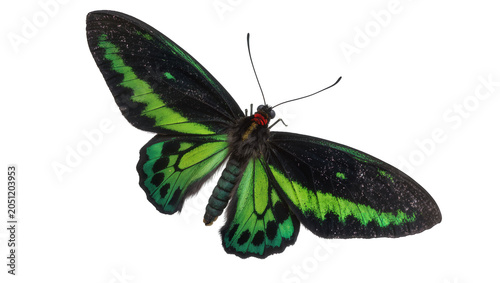 Εκτύπωση καμβά Black and green butterfly with red head and segmented body