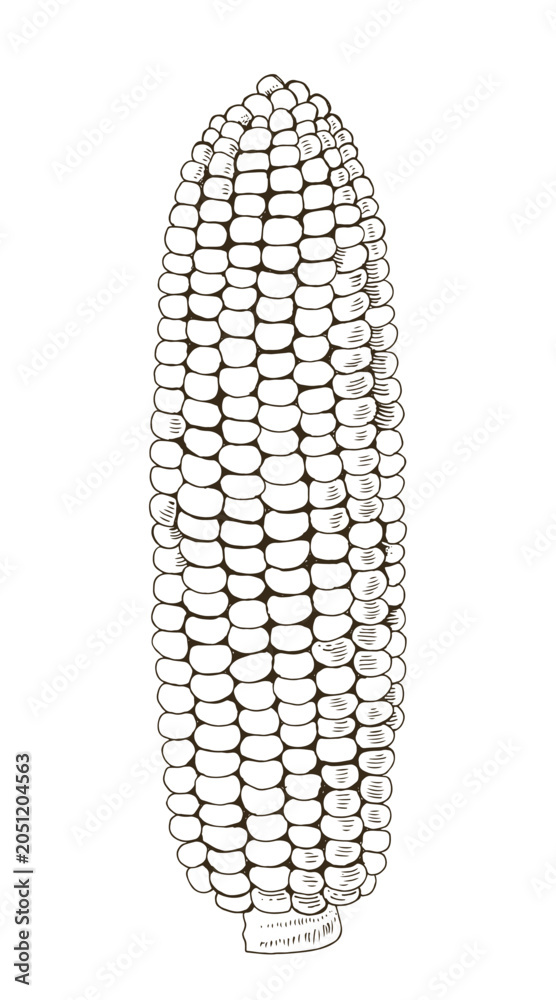 Obraz premium Corn cob hand drawn vector illustration