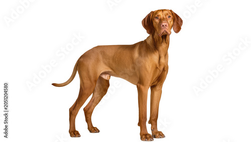 Bild auf Leinwand Vizsla dog standing profile view on white