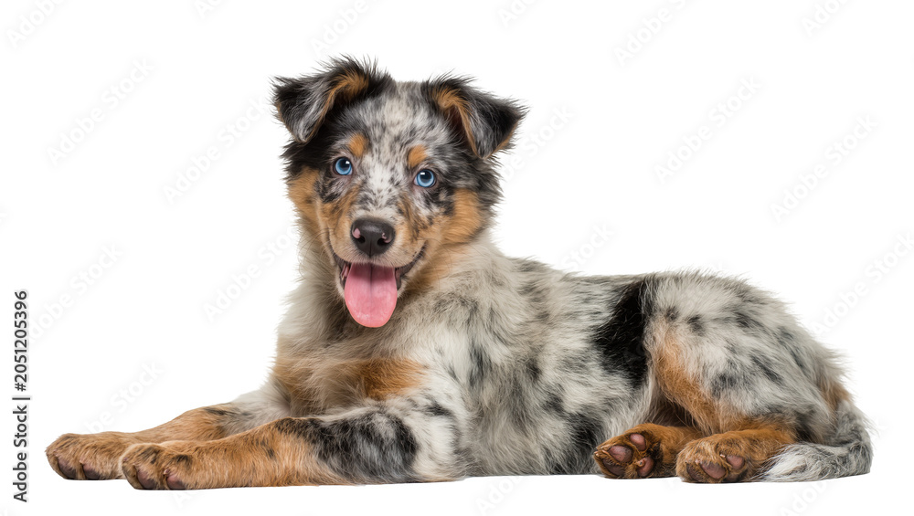Αυτοκόλλητο Merle Australian Shepherd puppy lying down with blue eyes and pink tongue