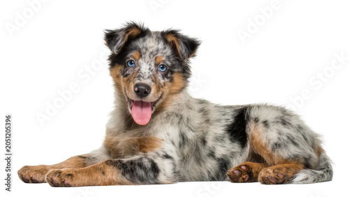 Εκτύπωση καμβά Merle Australian Shepherd puppy lying down with blue eyes and pink tongue