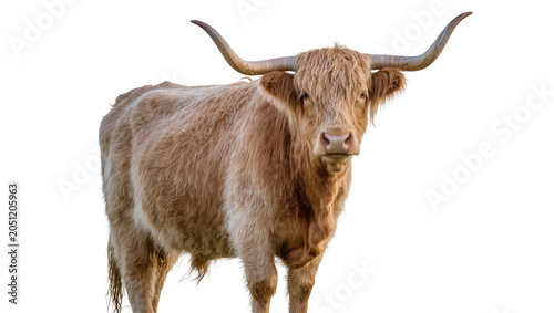 Tableau sur toile Highland cow with long horns and shaggy brown fur