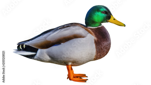 Quadro em tela Mallard duck male with green head and orange feet