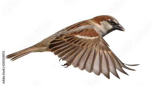 Foto Sparrow bird in flight wings spread, detailed feathers