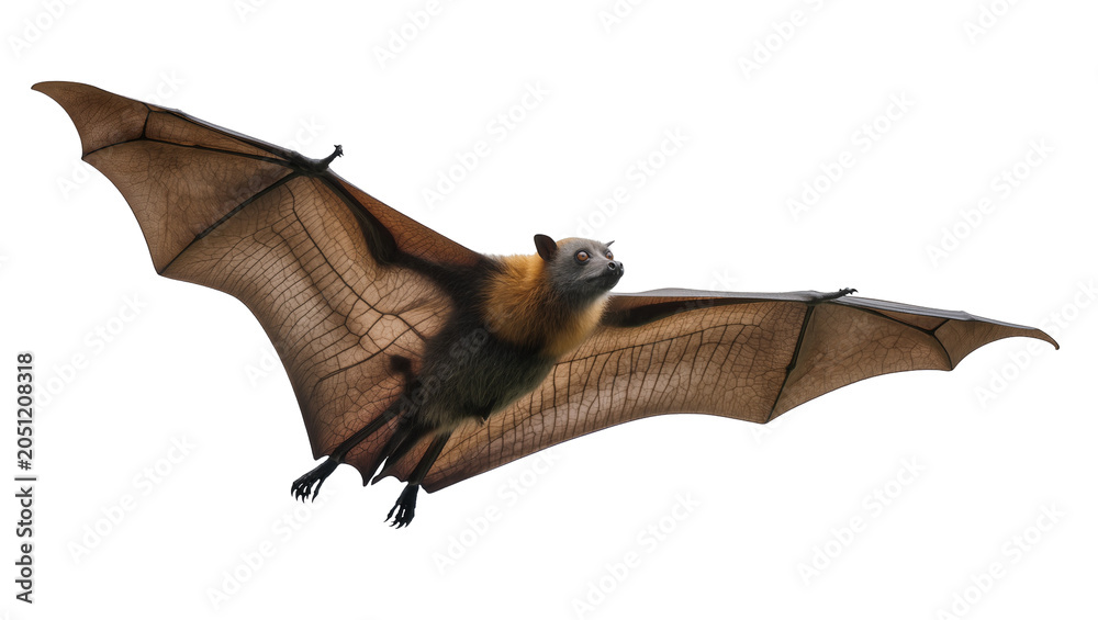 Φωτογραφία Flying fox bat with spread wings, detailed view