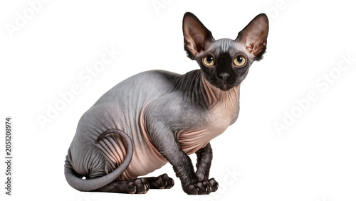 Foto Sphynx cat with wrinkled skin and large ears sitting