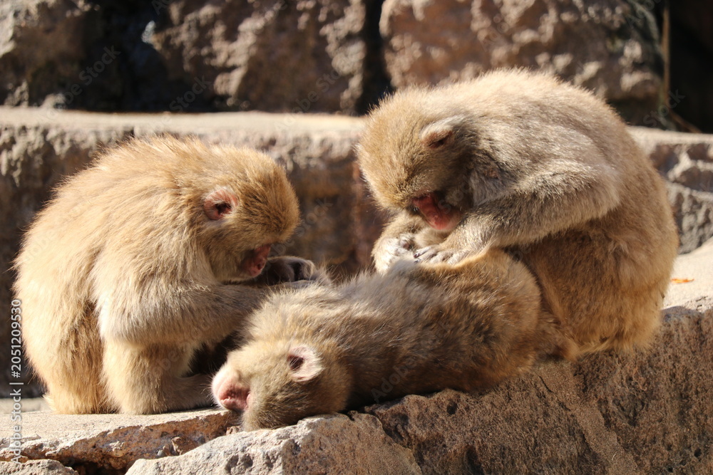 Foto Grooming Japanese monkey