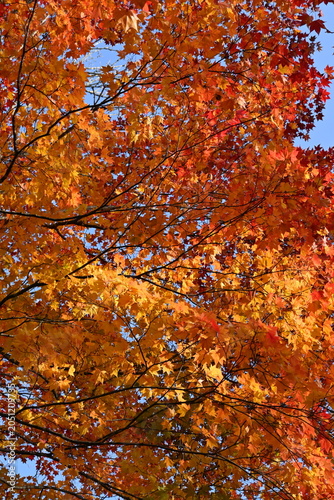 Colorful Autumn Maple Foliage with Clear Blue Sky Background at Fukuhara Sanso, Hokkaido