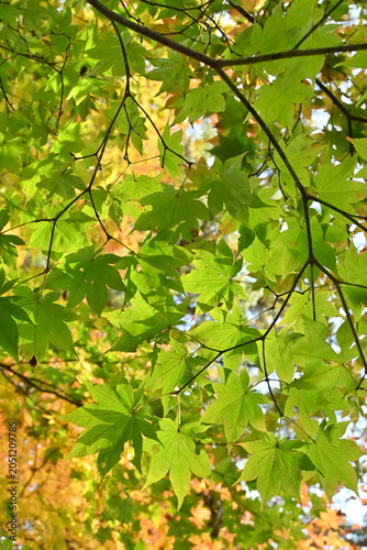 Fresh green maple leaves during early autumn at Fukuhara Sanso, Hokkaido, Japan