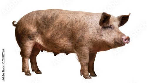 Canvastavla Brown pig with curly tail and floppy ears standing
