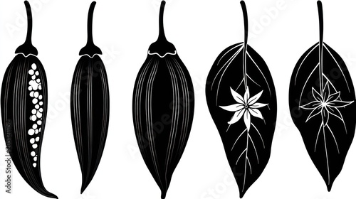 Stylized black and white illustrations depict various stages and components of certain spice botanicals