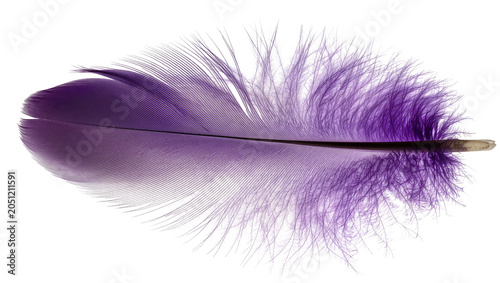 Fotografie Delicate purple feather with soft fluffy barbs