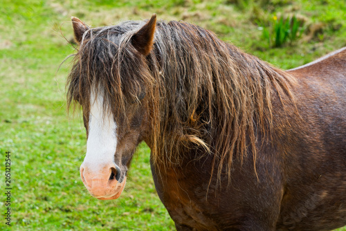 Foto Close up of a Welsh Mountain pony on Anglesey.