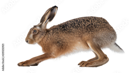 Brown hare with long ears in a crouched pose