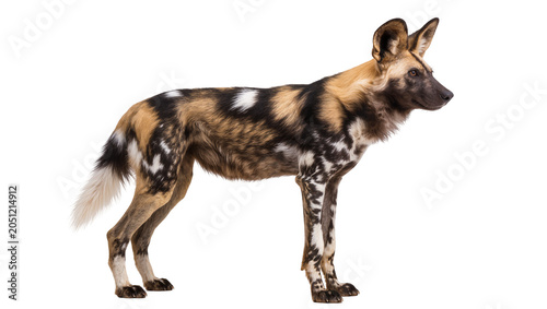 Obraz na plátne African wild dog standing profile view