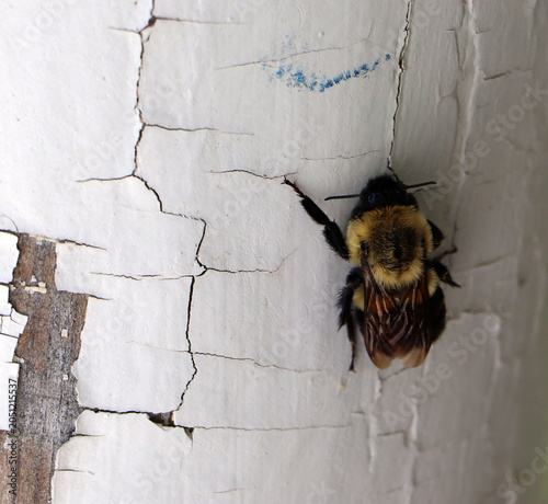 Photos Sharp macro photograph of a furry black and yellow bumblebee clinging to a weath