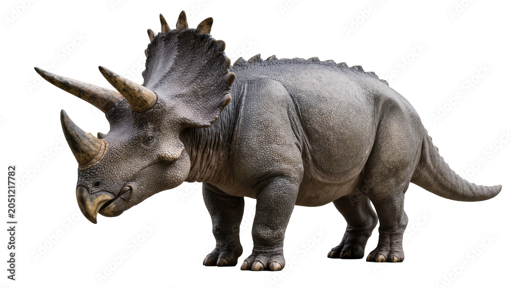 Fototapeta premium Gray Triceratops Dinosaur with Horns and Frill