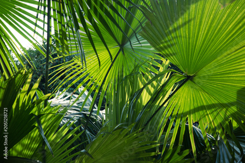Foto green palm leaves