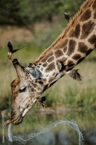 Oxpeckers scatter as a giraffe swings its head up after quenching its thirst at a waterhole in the Kalahari  