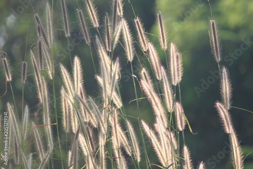 Slika na platnu Soft focus of wild meadow flowers swaying in the wind along a country road