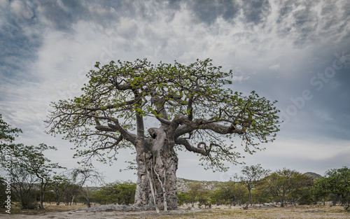 Ancient baobab tree on the edge of the Namib desert  
