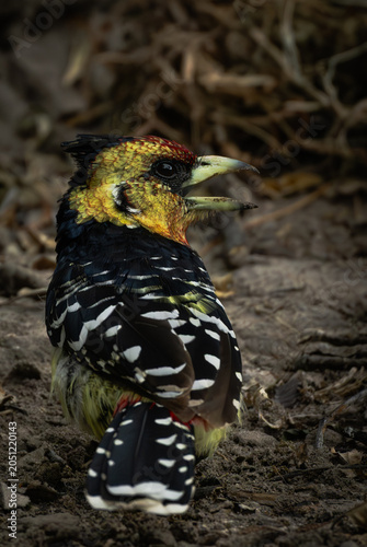 Crested barbet okavango delta Botswana 