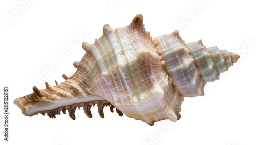 Tableau sur toile Spiky spiral seashell with textured ridges and pointed projections