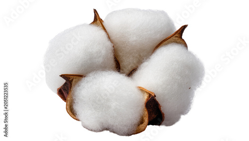 Schilderij op canvas Cotton boll with fluffy white fibers and brown seed pods