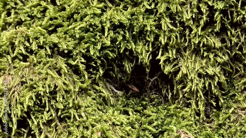 Grünes Moos auf Buchenstamm im Laubwald, Bildhintergrund