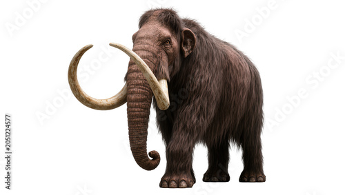 Photos Woolly Mammoth with large curved tusks and shaggy brown fur