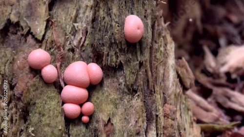 Rosa, kugelförmiger Blutmilchpilz, Lycogala epidendrum im Wald auf Totholz, Schleimpilz