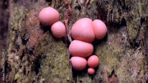 Rosa, kugelförmiger Blutmilchpilz, Lycogala epidendrum im Wald auf Totholz, Schleimpilz