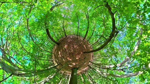 Frühlingswald in 360 Grad Panorama mit Videoeffekt, Bewegung, Laubwald im Naturpark Spessart