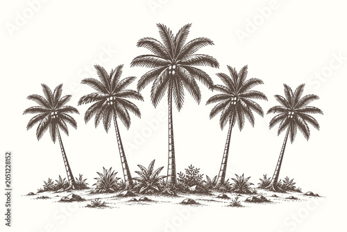 Vintage engraved palm tree row vector illustration with detailed tropical landscape composition for botanical graphic resources