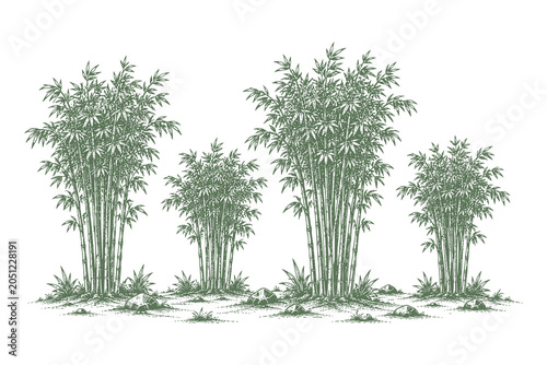 Vintage engraved bamboo grove vector illustration with detailed botanical landscape elements for nature inspired graphic design assets