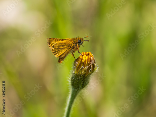 Lulworth Skipper Resting on a  Dandelion with a Running Crab Spider on it