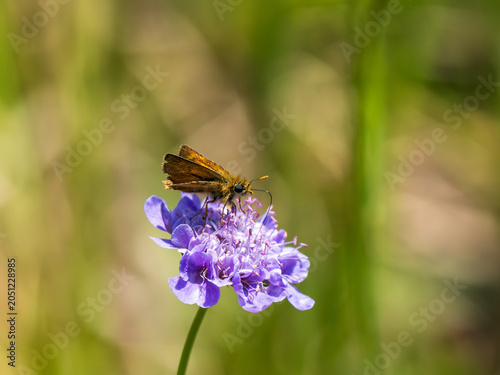 Lulworth Skipper Butterfly Feeding on a Scabious