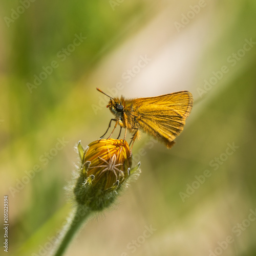 Lulworth Skipper Resting on a  Dandelion with a Running Crab Spider on it