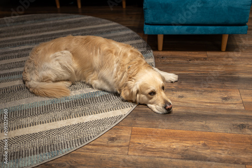 Golden Retriever dog resting on a warm wooden floor in a cozy living room. Portrait of a beloved family pet with a peaceful and pensive expression, symbolizing companionship.