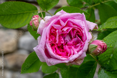 Fotografía Chateau-Thierry, France - 05 02 2026: Thibaud IV rose garden of Champagne