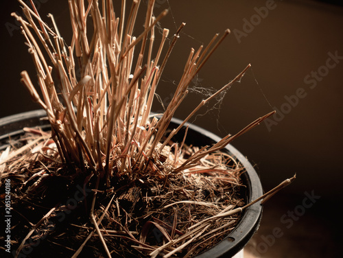 Photos Dried dead brown plant stems and stalks in black plastic pot with dry soil evoki