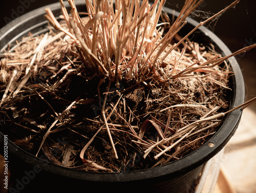 Schilderij op canvas Dried dead brown plant stems and stalks in black plastic pot with dry soil evoki